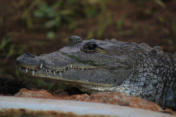 caimán con la mirada directa hacia el frente 