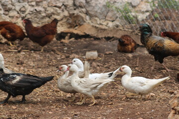 ducks silvestres  junto con gallinas 