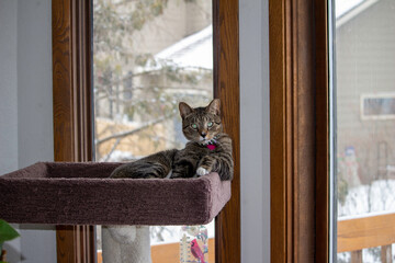 Close up portrait view of a gray stripe tabby cat relaxing in an indoor carpeted cat tree in front of a tall window, with defocused outdoor background