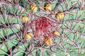 Ferocactus Wislizeni Cactus with flower buds. Arizona Cactus Garden in Palo Alto, California, USA.
