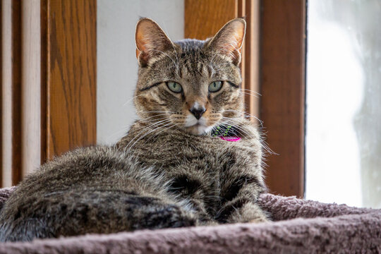 Close up portrait view of a gray stripe tabby cat relaxing in an indoor carpeted cat tree in front of a tall window, with defocused outdoor background