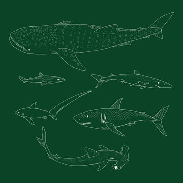 Vector Set of Chalk Sketch Sharks.