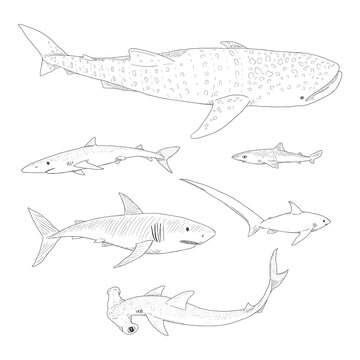 Vector Set of Sketch Sharks.