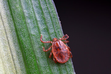 Hard tick on green leaves, North China