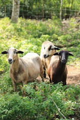 Fototapeta premium tres ovejas blancas en su corral con mucha vegetación 