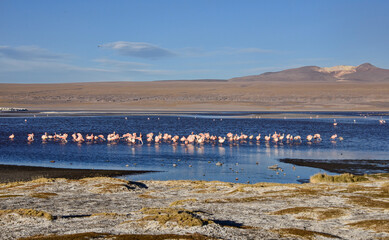 Fototapeta na wymiar Beautiful James's flamingos (Phoenicoparrus jamesi), Eduardo Avaroa National Reserve, Salar de Uyuni, Bolivia