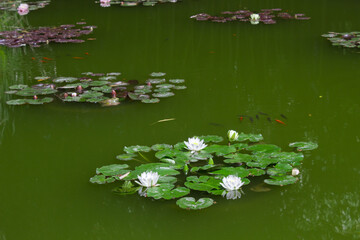 Waterlilies in the Nikita Botanical Garden, Yalta, Crimea.