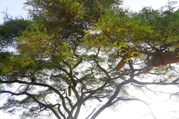 緑豊かなアフリカの自然
