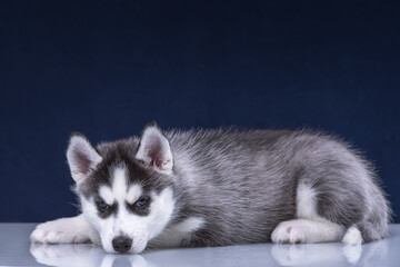 Cute husky puppy on a blue background.