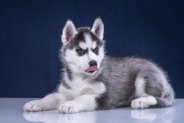 Cute husky puppy on a blue background.