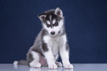 Fototapeta na wymiar Cute husky puppy on a blue background.