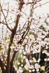 A field of blossoming almond trees. Cherry blossom.