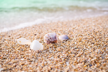 Sea shell on sandy beach with soft wave at coast blured. beautiful blue ocean outdoor nature landscape  background. tourist summer travel holidays concept.
