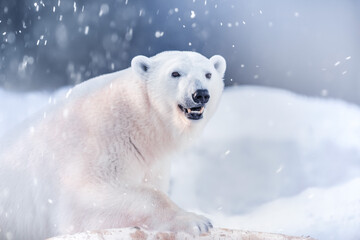 White polar bear in winter during a snowfall. Beautiful background .