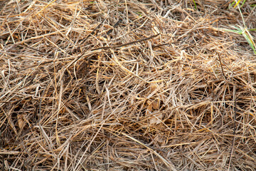 Closeup textured of a natural background of  straw,dry grass.
