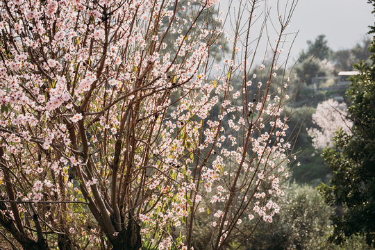 Blossoming almond trees.