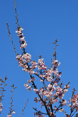 紅寒桜