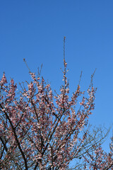 紅寒桜