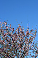 紅寒桜