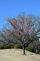 紅寒桜