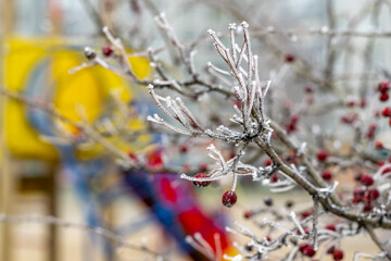 A branch of a bush with fruits covered with frost against the backdrop of a playground.