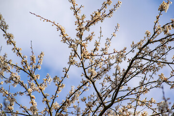 Blooming branches of an apple tree in the rays of dawn against the backdrop of a cloudy sky.
