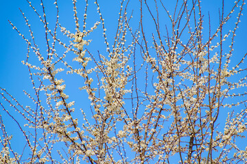 Brightly lit branches of an apple tree strewn with white flowers against a blue clear sky.