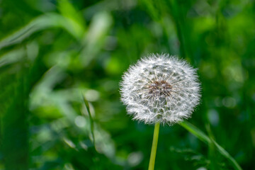 A fluffy dandelion of white color against a background of green grass.