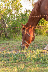 caballo aliment&aacute;ndose en el campo