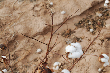 Rows of cotton crops on Arizona farm