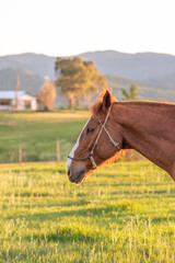 caballo en el campo