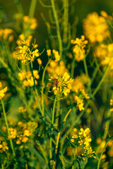abeja en flores amarillas