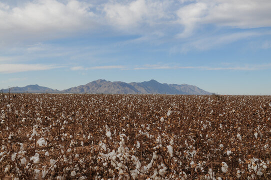 Rows Of Cotton Crops On Arizona Farm