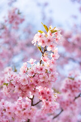 pink cherry blossom, Tokyo, Japan, 2021