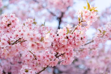pink cherry blossom, Japan, 2021
