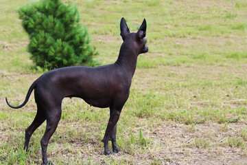 Xoloitzcuintli stands with his back to the lawn.