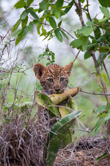A tiny Leopard cub seen on a safari in South Africa 