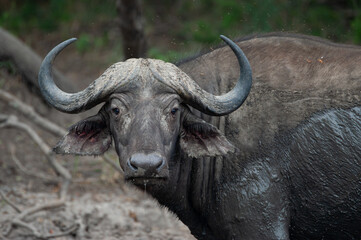 african buffalo in kruger national park