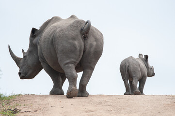 Fototapeta premium A female White Rhino cow and calf, seen on a safari in South Africa