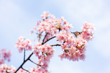 cherry blossom, Japan, 2021
