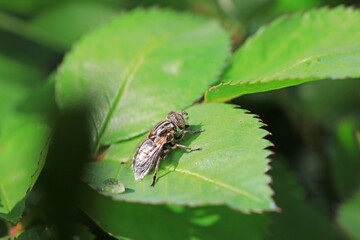 An aphid eating fly perches on green leaves in North China