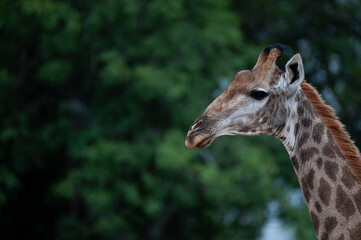 A female Giraffe seen on a safari in South Africa