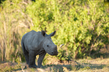 Obraz premium A baby White Rhino seen on a safari in South Africa