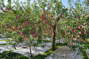 Fototapeta na wymiar 日本青森のリンゴ園