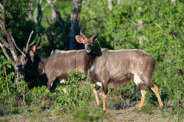 Nyala Antelope seen on a safari in South Africa