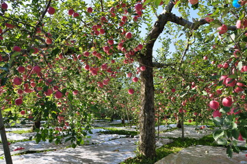 Fototapeta na wymiar 日本青森のリンゴ園
