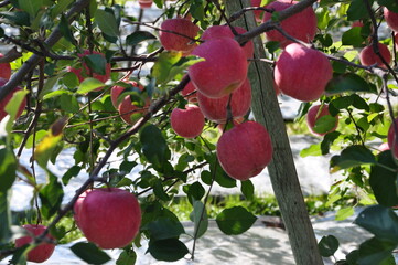 日本青森のリンゴ園