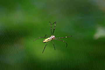 A spider is making a web in the wild, North China