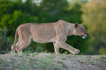 A female lion stalking prey on a safari in South Africa