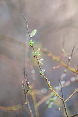 A branch of a tree with kidneys and young delicate leaves. Selective focus. The spring awakening of nature.